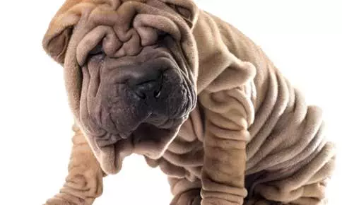 Dogs that 2024 have wrinkles